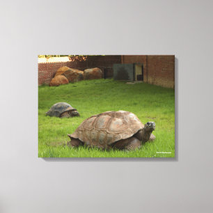 Toile Tortues aldabra en herbe