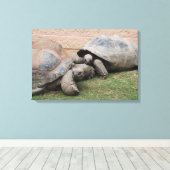 Toile tortues géantes (Insitu (Plancher de Bois))