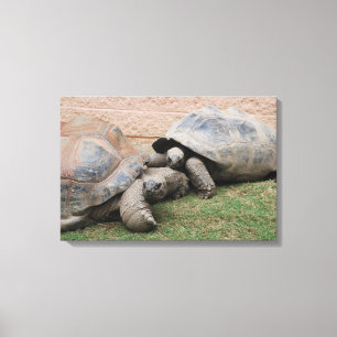 Toile tortues géantes