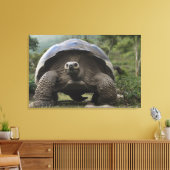 Toile Tortues géantes des Galapagos Geochelone (Insitu(Salon))