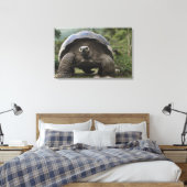 Toile Tortues géantes des Galapagos Geochelone (Insitu(Chambre))