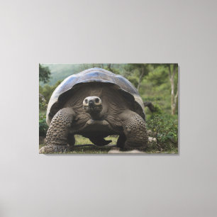 Toile Tortues géantes des Galapagos Geochelone