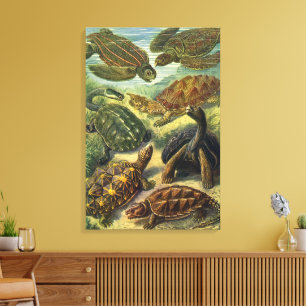 Toile Tortues terrestres et tortues marines vintage par 
