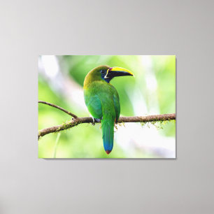 Toile Toucanet émeraude du Nord au Costa Rica