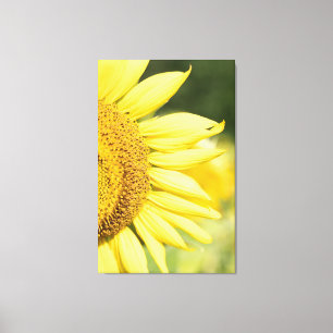 Toile Tournesol