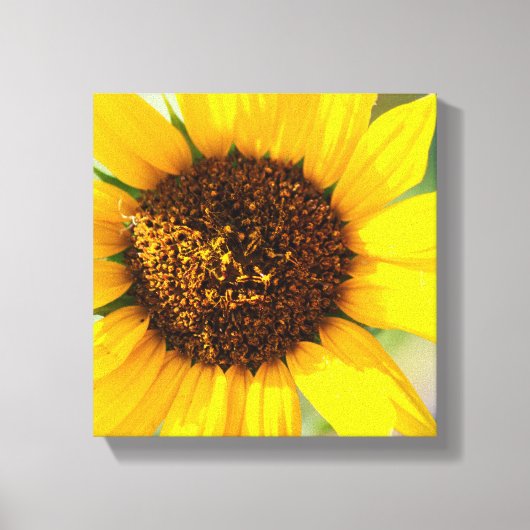 Toile Tournesol (Recto)