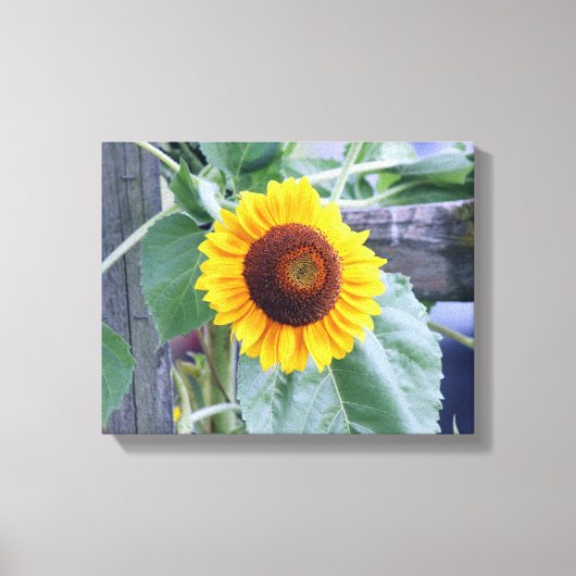 Toile tournesol (Recto)