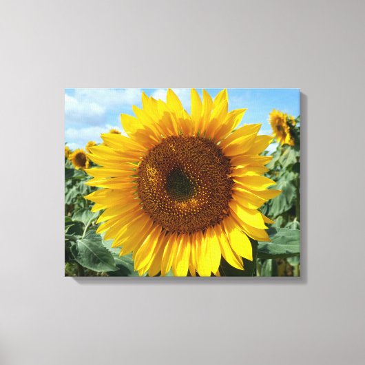 Toile Tournesol (Recto)