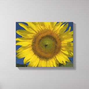 Toile Tournesol jaune et ciel bleu