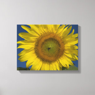 Toile Tournesol jaune et ciel bleu