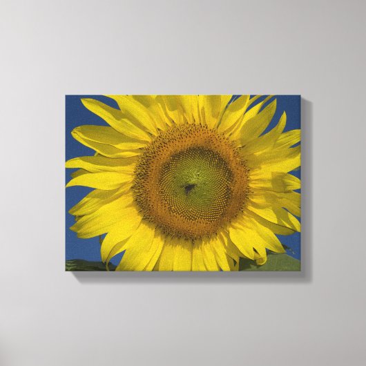 Toile Tournesol jaune et ciel bleu (Recto)