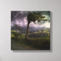 Tree Blowing in the Wind During a Thunder Storm