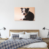 Toile Très jeune Boston Terrier Puppy (Insitu(Chambre))