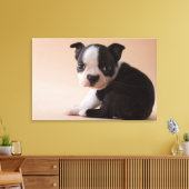 Toile Très jeune Boston Terrier Puppy (Insitu(Salon))