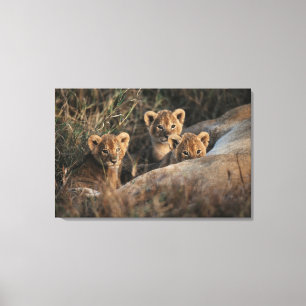 Toile Trio de lionceaux avec leur mère