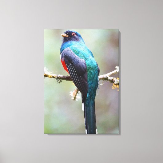 Toile Trogon masqué (Recto)