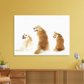 Toile Trois chiens regardant la caméra (Insitu(Salon))