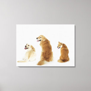 Toile Trois chiens regardant l'appareil-photo