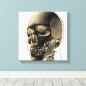 Toile Trois Dimensions Du Crâne Humain Et Des Dents (Insitu (Plancher de Bois))