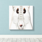 Toile Trois Dimensions Du Système Urinaire Féminin (Insitu (Plancher de Bois))