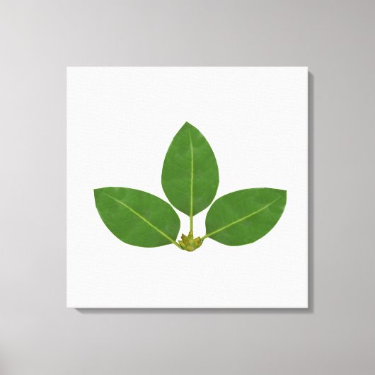 Toile Trois feuilles de laurier vertes modernes (Recto)