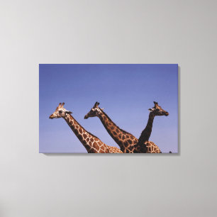 Toile Trois girafes