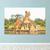 Toile Trois Lions En Train De Boire (Insitu (Plancher de Bois))