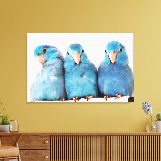 Toile Trois perroquets Pacific Blue Parrotlets Art (Insitu(Salon))
