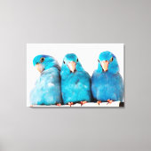 Toile Trois perroquets Pacific Blue Parrotlets Art (Recto)