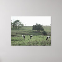 Trois vaches dans un champ Photographie d'art mur