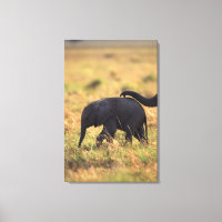 Tronc d'éléphant touchant la progéniture, Kenya,