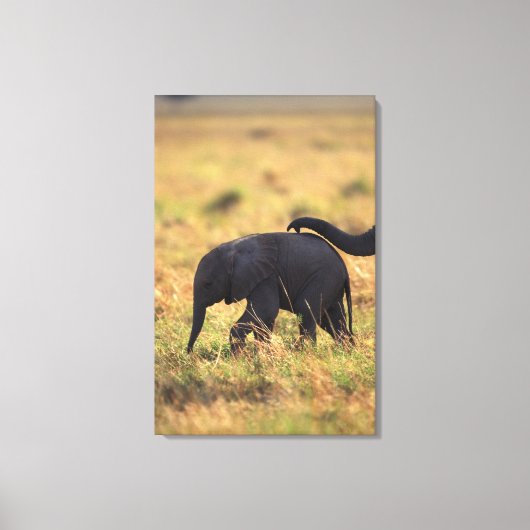 Toile Tronc d'éléphant touchant la progéniture, Kenya, (Recto)