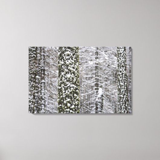 Toile Troncs d'arbres couverts de neige dans la vallée d (Recto)
