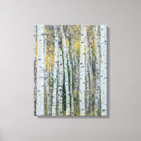 Troncs d'arbres Trembles | Aspen, Colorado