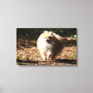 Toile Trot de Poméranie en Feuille déchu