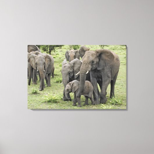 Toile Troupeau d'éléphants d'Afrique (Recto)