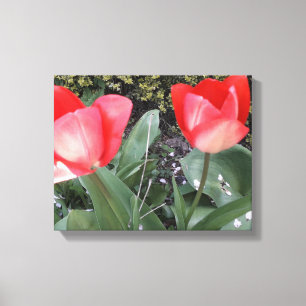 Toile Tulières de jardin