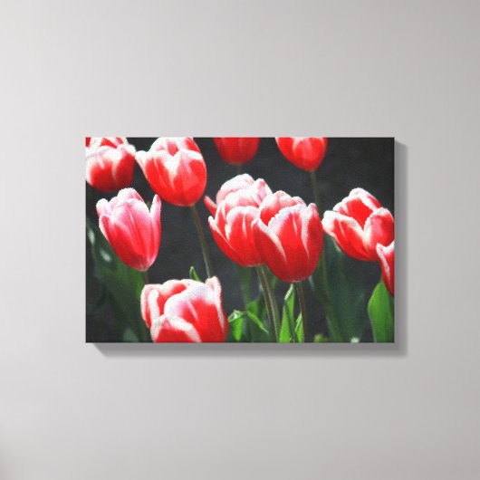 Toile Tulières rouges et blanches (Recto)