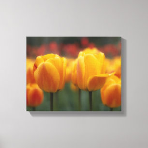 Toile Tulipes