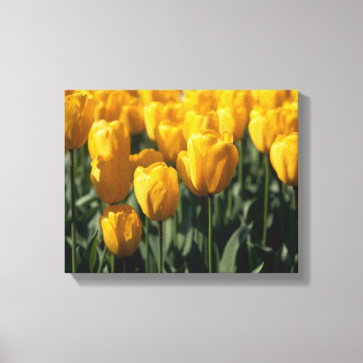 Toile Tulipes 3 (Recto)