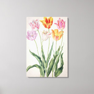 Toile Tulipes, du "Florilegium de Nassau" (la semaine