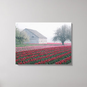 Toile Tulipes rouges et roses saluent la journée dans un