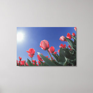 Toile Tulipes rouges sous un angle très bas, Cincinnati,