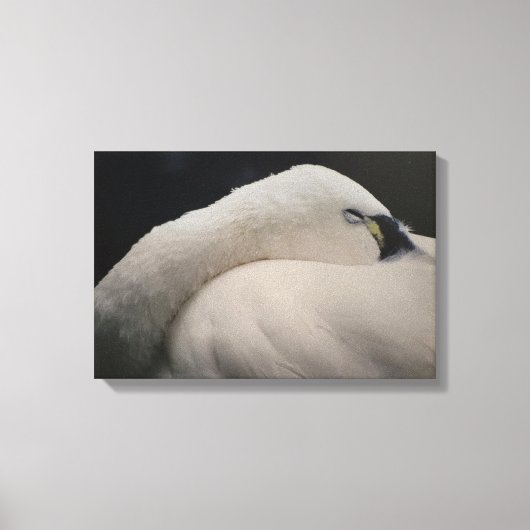 Toile Tundra Swan sleeping Stretched Canvas Print (Recto)