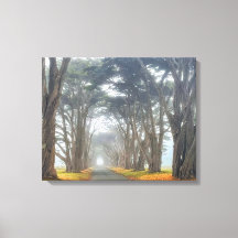 Tunnel Cypress