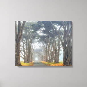 Toile Tunnel Cypress