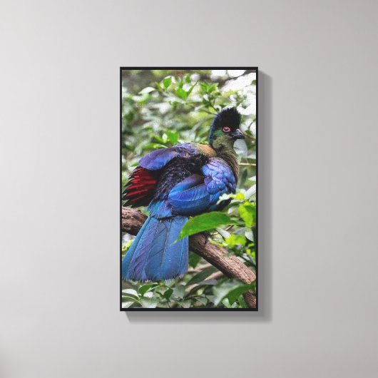Toile Turaco Pourpre (Recto)