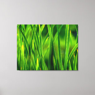 Toile Typhas verts brillants à Cattail Marsh dans le Col