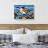 Toile Un Beau Dunlin Se Solo (Insitu(Chambre))