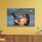 Toile Un bébé phoque levant sa queue (Insitu(Salon))